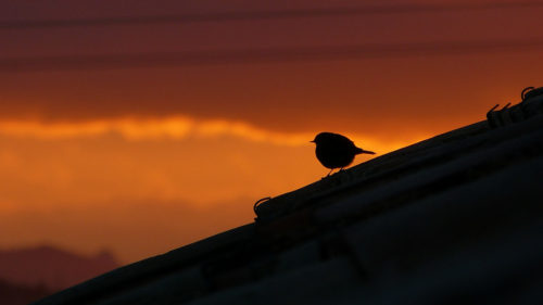 Silhouette